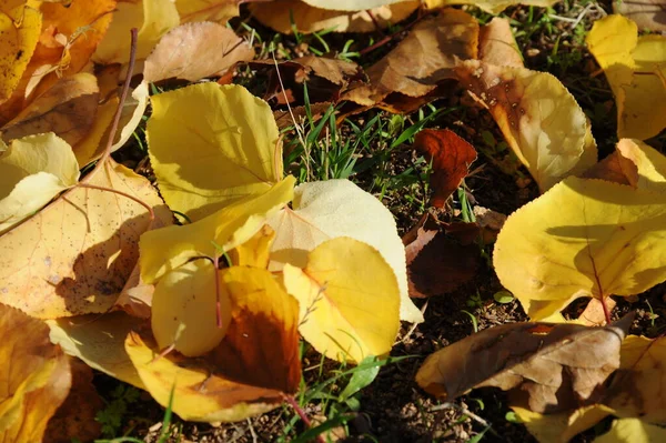 Jesienne Liście Leśne Jesienna Flora — Zdjęcie stockowe