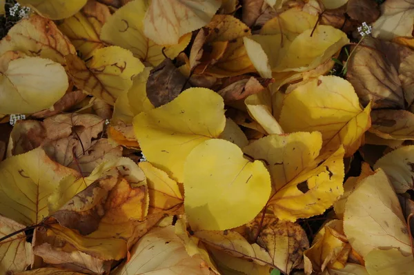 Jesienne Liście Leśne Jesienna Flora — Zdjęcie stockowe