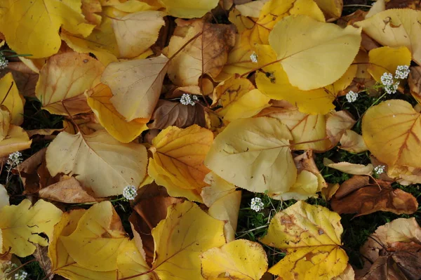 Jesienne Liście Leśne Jesienna Flora — Zdjęcie stockowe