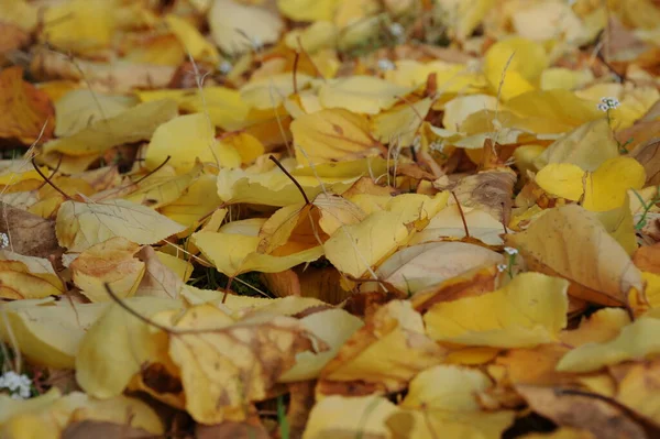 Jesienne Liście Leśne Jesienna Flora — Zdjęcie stockowe