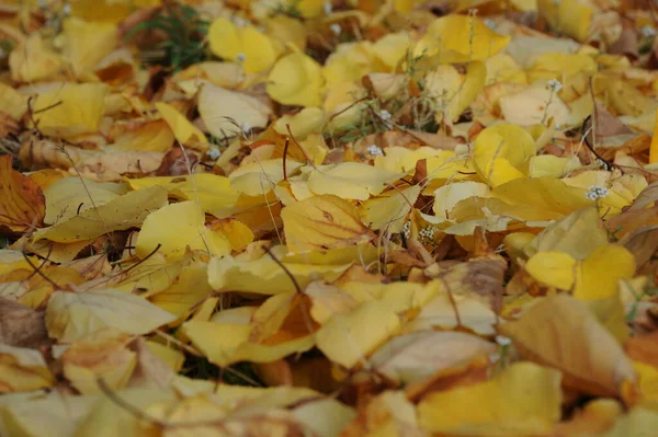 Jesienne Liście Leśne Jesienna Flora — Zdjęcie stockowe