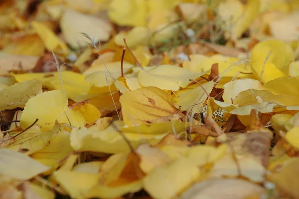 Jesienne Liście Leśne Jesienna Flora — Zdjęcie stockowe