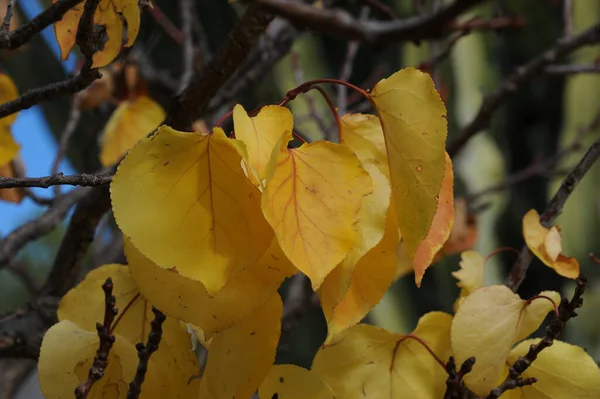 Schöne Bunte Herbstblätter — Stockfoto