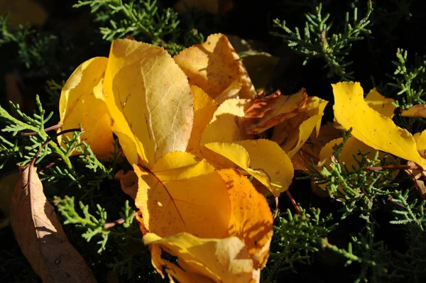 Feuilles Forêt Automne Flore Saison Automne — Photo