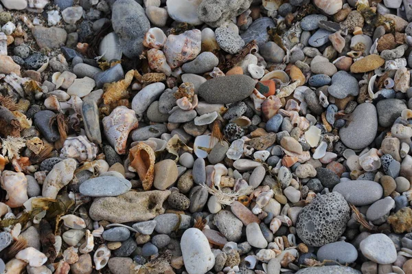 Stones Shells Beach — Stock Photo, Image