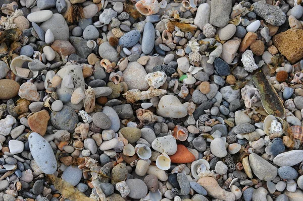 Pietre Conchiglie Spiaggia — Foto Stock