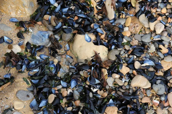 Pedras Conchas Praia — Fotografia de Stock