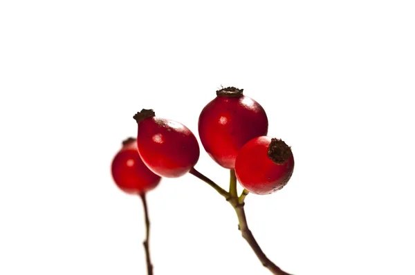 Beyaz Arkaplanda Kırmızı Gül Kalçaları — Stok fotoğraf