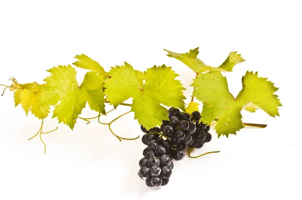 Verse Rode Druiven Met Wijnstokbladeren Een Witte Achtergrond — Stockfoto
