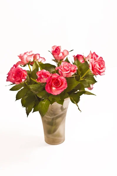 Rosas Rosadas Sobre Fondo Blanco — Foto de Stock