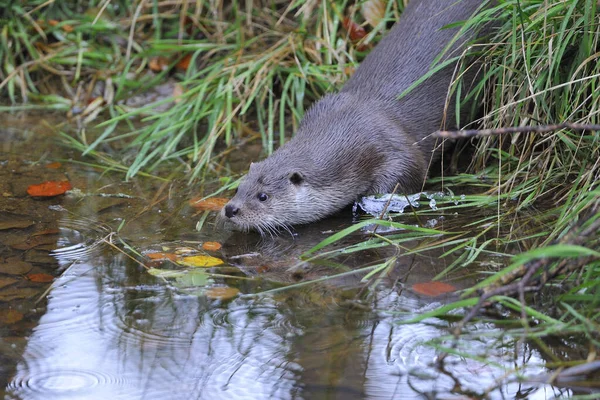 Lutra Lutra Fischotter Fischjäger Tier — Stockfoto