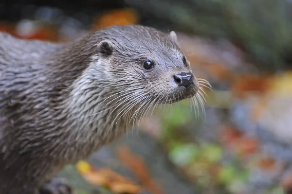 Otter Aquatics Animal Mammal — Stock Photo, Image