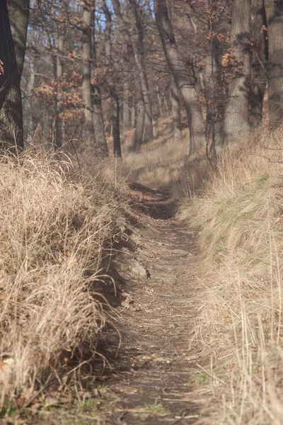 Лесная Флора Растения Природе — стоковое фото