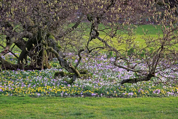 View Beautiful Spring Flowers — Stock Photo, Image