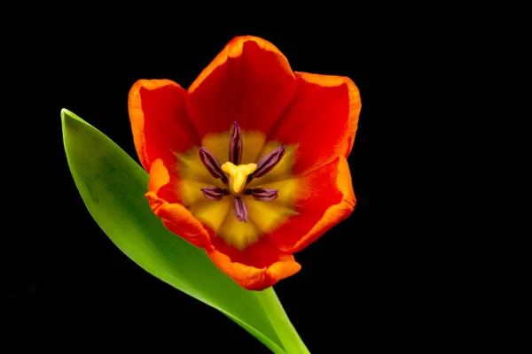 Красный Тюльпан Крупным Планом Цветок Черном Фоне — стоковое фото