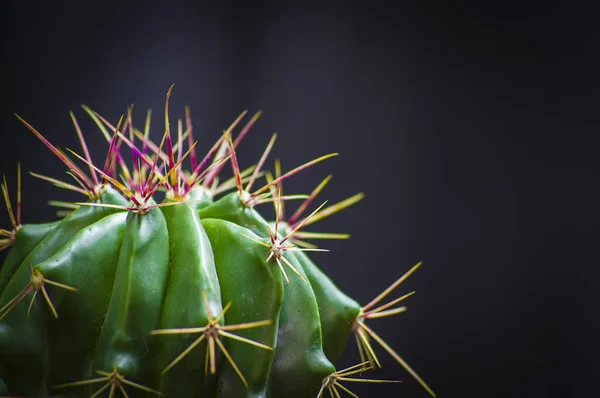 Foto Primer Plano Joven Ferocactus —  Fotos de Stock