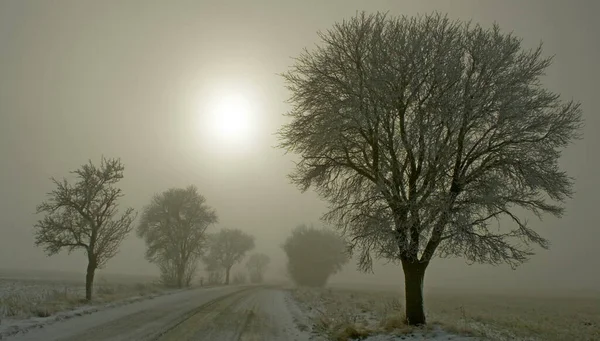 Снежная Дорога Белыми Замерзшими Деревьями — стоковое фото