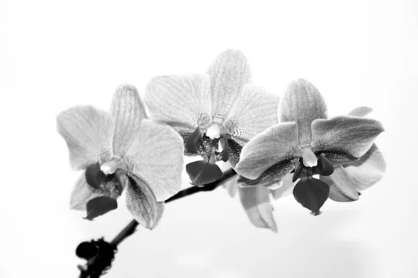 Orchid Black White — Stock Photo, Image