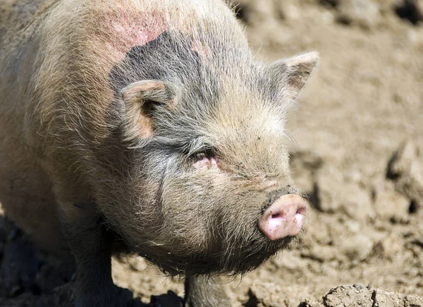 분홍색 커다란 돼지의 — 스톡 사진