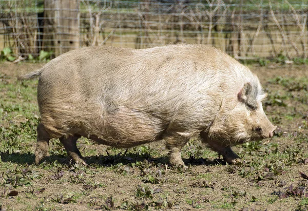 Vista Lateral Grande Porco — Fotografia de Stock