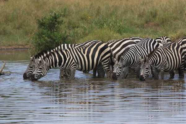 Cebras Africanas Animales Cebra Rayas Blancas Negras — Foto de Stock