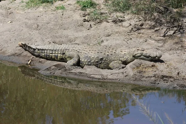Алігатор Крокодили Дикої Природи Небезпечний Хижак Рептилій — стокове фото