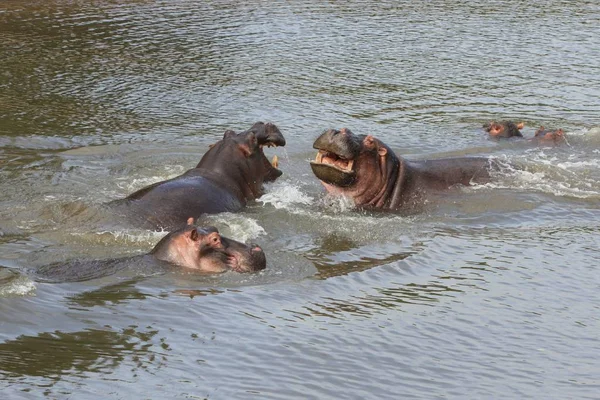 Hipopótamo Hippopotamus Fauna Natureza — Fotografia de Stock