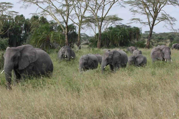 Elefantes Savannah Elefantes Del Desierto — Foto de Stock