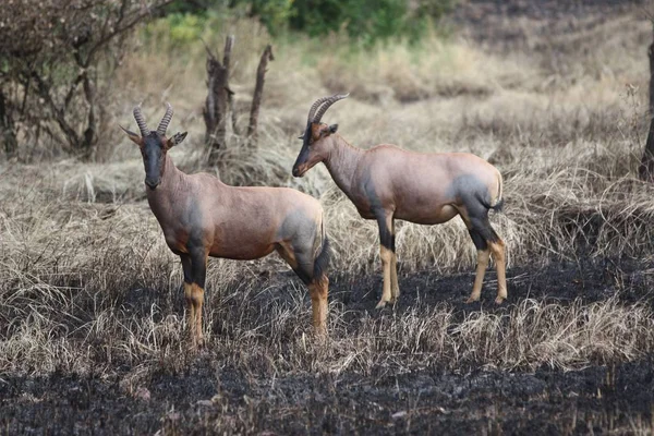 Antilope Wildtier Tierwelt — Stockfoto