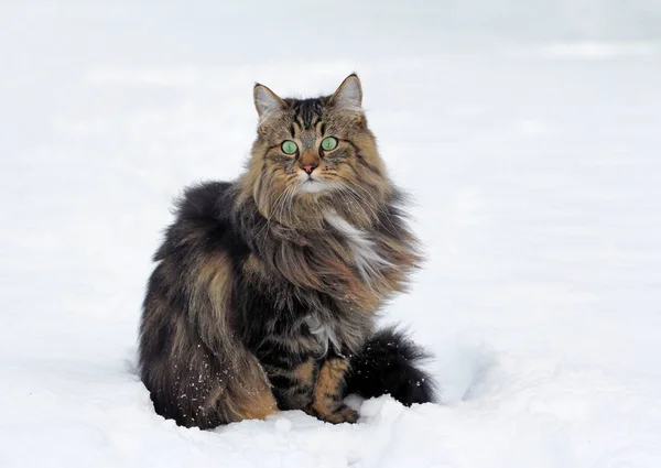 Eine Norwegische Katze Schnee — Stockfoto