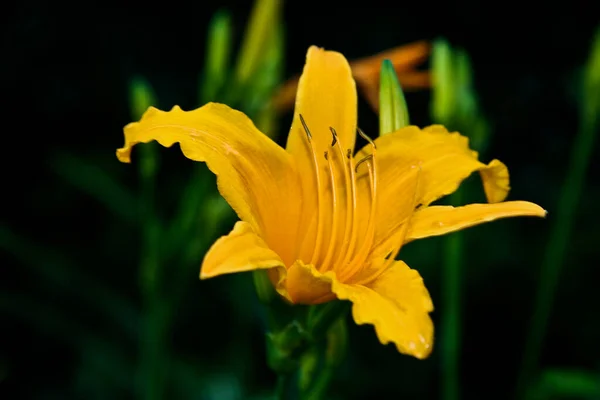 Bunte Blumen Die Freien Wachsen — Stockfoto