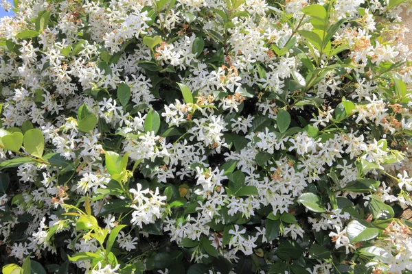 Sok Finom Kicsi Fehér Szirmú Virág Sárga Középpontokkal Mászik Fel — Stock Fotó