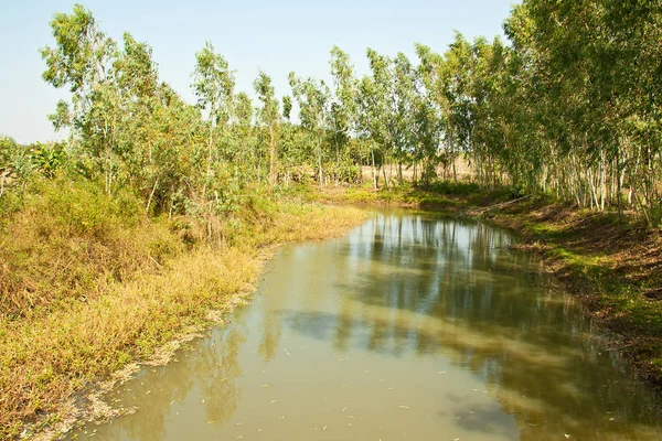 Teich Kautschukplantage Ländlichen Thailand — Stockfoto