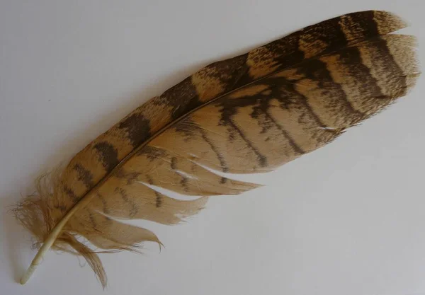 Great Horned Owl Feather — Stock Photo, Image