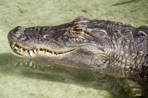 Encerramento Animais Jardim Zoológico — Fotografia de Stock