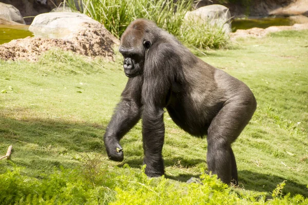 Encerramento Animais Jardim Zoológico — Fotografia de Stock