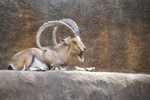 Capricórnio Animal Selvagem Cabra Com Chifres — Fotografia de Stock