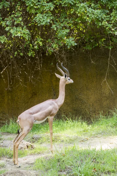 Detailní Záběr Zvířat Zoologické Zahradě — Stock fotografie