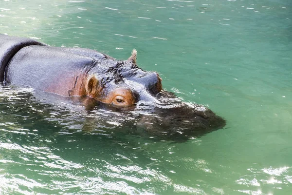 Hippopotame Animal Hippopotame Sauvage — Photo