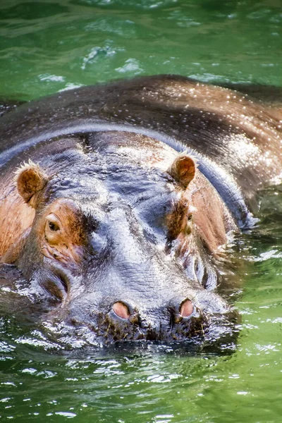 Hipopótamo Animal Hipopótamo Vida Selvagem — Fotografia de Stock