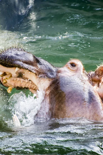 Flodhäst Flodhäst Vilda Djur — Stockfoto