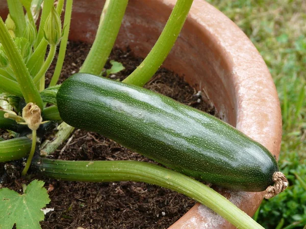 Zucchini Cultivated Jar — Stock Photo, Image