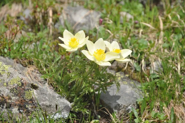 Fiori Primaverili Flora Petali — Foto Stock