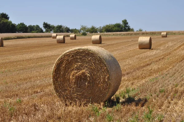 Campo Milho Com Fardos Agricultura — Fotografia de Stock