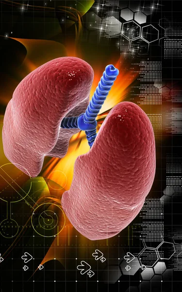 Ilustración Digital Los Pulmones Humanos Fondo Color — Foto de Stock