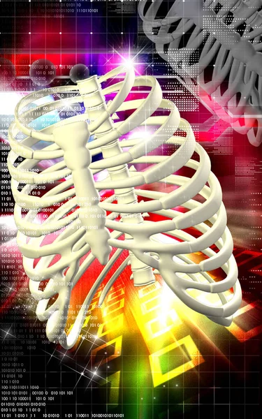 Digital illustration of  rib cage  in colour  background