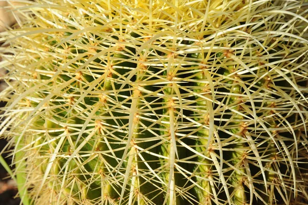 Pianta Cactus Pianta Botanica Con Spine — Foto Stock
