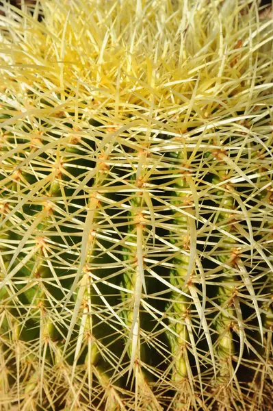 Planta Cacto Planta Botânica Com Espinhos — Fotografia de Stock