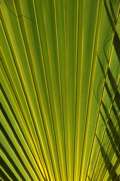 Palm Leaves Spain Copy Space — Stock Photo, Image