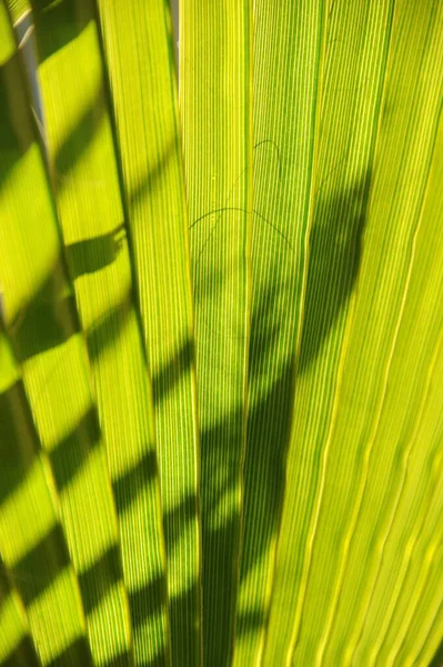 Folhas Palmeira Espanha Espaço Cópia — Fotografia de Stock